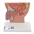 3B Scientific Male Pelvis Model in Median Section, 1/2 Life-Size - 3B Smart Anatomy