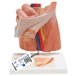 3B Scientific Inguinal Hernia Urology Model - 3B Smart Anatomy