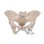 3B Scientific Female Pelvis Skeleton Model, 3 part - 3B Smart Anatomy