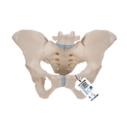 3B Scientific Female Pelvis Skeleton Model, 3 part - 3B Smart Anatomy