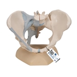 3B Scientific Female Pelvis Skeleton Model with Ligaments, 3 part - 3B Smart Anatomy