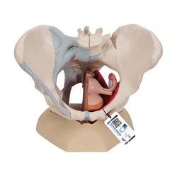 3B Scientific Female Pelvis Skeleton Model with Ligaments, Muscles & Organs, 4 part - 3B Smart Anatomy