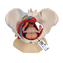 3B Scientific Human Female Pelvis Skeleton Model with Ligaments, Vessels, Nerves, Pelvic Floor Muscles & Organs, 6 part - 3B Smart Anatomy