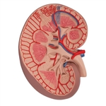 3B Scientific Basic Kidney Section Model, 3 times Full-Size - 3B Smart Anatomy