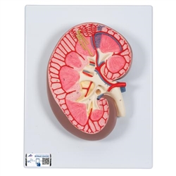 3B Scientific Kidney Section Model, 3 times Full-Size - 3B Smart Anatomy