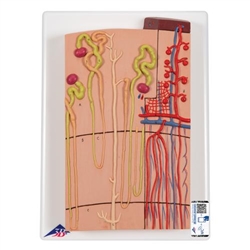 3B Scientific Nephrons and Blood Vessels Model, 120 times Full-Size - 3B Smart Anatomy