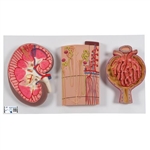 3B Scientific Human Kidney Section Model with Nephrons, Blood Vessels & Renal Corpuscle - 3B Smart Anatomy