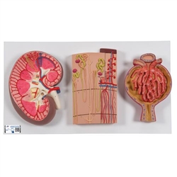 3B Scientific Human Kidney Section Model with Nephrons, Blood Vessels & Renal Corpuscle - 3B Smart Anatomy