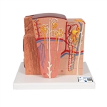 3B Scientific MICROanatomy Kidney Model - 3B Smart Anatomy