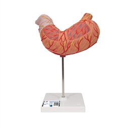 3B Scientific Human Stomach Model, 2 part - 3B Smart Anatomy