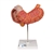 3B Scientific Human Stomach Model, 3 part - 3B Smart Anatomy