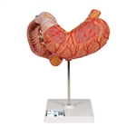 3B Scientific Human Stomach Model, 3 part - 3B Smart Anatomy