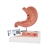 3B Scientific Human Stomach Section Model with Ulcers - 3B Smart Anatomy