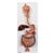 3B Scientific Human Digestive System Model, 2 part - 3B Smart Anatomy