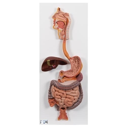 3B Scientific Human Digestive System Model, 2 part - 3B Smart Anatomy
