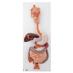 3B Scientific Human Digestive System Model, 3 part - 3B Smart Anatomy