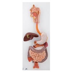 3B Scientific Human Digestive System Model, 3 part - 3B Smart Anatomy