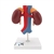 3B Scientific Human Kidneys Model with Vessels - 2 Part - 3B Smart Anatomy