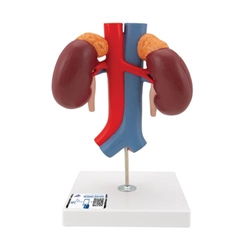 3B Scientific Human Kidneys Model with Vessels - 2 Part - 3B Smart Anatomy