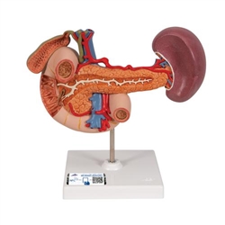 3B Scientific Life-Size Model of Rear Organs of Upper Abdomen - 3B Smart Anatomy