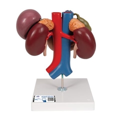 3B Scientific Human Kidneys Model with Rear Organs of Upper Abdomen, 3 part - 3B Smart Anatomy