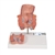 3B Scientific Hemorrhoid Model - 3B Smart Anatomy