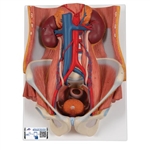3B Scientific Dual Sex Urinary System Model, 6 Part - 3B Smart Anatomy