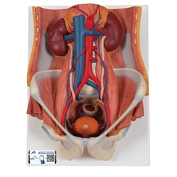 3B Scientific Dual Sex Urinary System Model, 6 Part - 3B Smart Anatomy