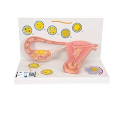 3B Scientific Ovaries & Fallopian Tubes Model with Stages of Fertilization, 2 - Times Magnified - 3B Smart Anatomy