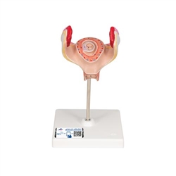 3B Scientific Embryo Model, 1st Month - 3B Smart Anatomy