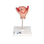 3B Scientific Embryo Model, 2nd Month - 3B Smart Anatomy