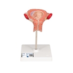 3B Scientific Fetus Model, 3rd Month - 3B Smart Anatomy