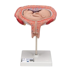 3B Scientific Fetus Model, 5th Month in Dorsal Position - 3B Smart Anatomy