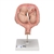 3B Scientific Twin Fetuses Model, 5th Month in Normal Position - 3B Smart Anatomy