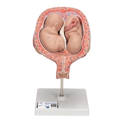 3B Scientific Twin Fetuses Model, 5th Month in Normal Position - 3B Smart Anatomy