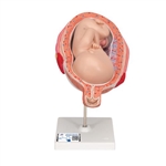 3B Scientific Fetus Model, 7th Month - 3B Smart Anatomy