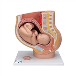 3B Scientific Pregnancy Pelvis Model in Median Section with Removable Fetus (40 Weeks), 3 Part - 3B Smart Anatomy