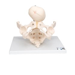 3B Scientific Childbirth Demonstration Pelvis Skeleton Model with Fetal Skull - 3B Smart Anatomy