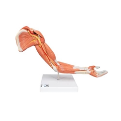 3B Scientific Life - Size Deluxe Muscle Arm Model, 6 Part - 3B Smart Anatomy