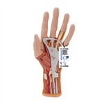 3B Scientific Life - Size Hand Model with Muscles, Tendons, Ligaments, Nerves & Arteries, 3 Part - 3B Smart Anatomy