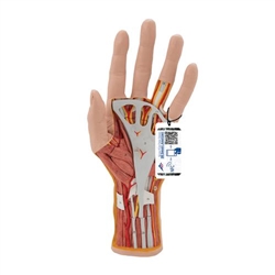 3B Scientific Life - Size Hand Model with Muscles, Tendons, Ligaments, Nerves & Arteries, 3 Part - 3B Smart Anatomy