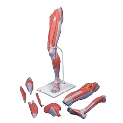 3B Scientific Life - Size Deluxe Muscle Leg Model, 7 Part - 3B Smart Anatomy