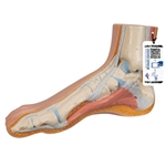 3B Scientific Normal Foot Model - 3B Smart Anatomy