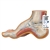3B Scientific Hollow Foot (Pes Cavus) Model - 3B Smart Anatomy