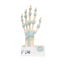 3B Scientific Hand Skeleton Model with Ligaments & Carpal Tunnel - 3B Smart Anatomy