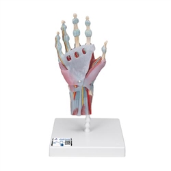 3B Scientific Hand Skeleton Model with Ligaments & Muscles - 3B Smart Anatomy