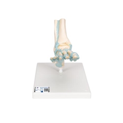 3B Scientific Foot Skeleton Model with Ligaments - 3B Smart Anatomy