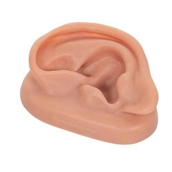 3B Scientific Acupuncture Ear (Left)