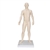 3B Scientific Acupuncture Model (Male)