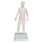 3B Scientific Acupuncture Model (Female)